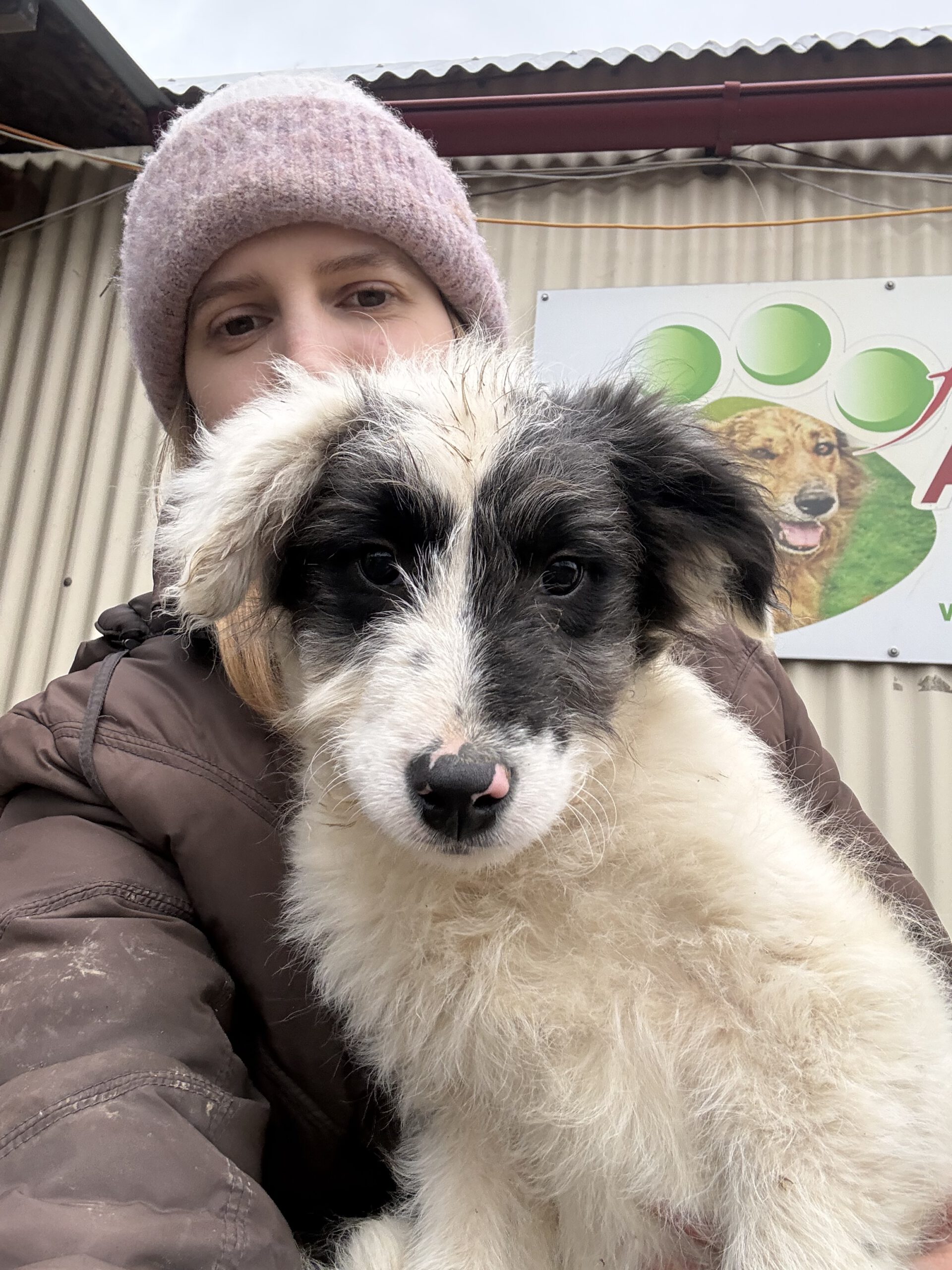 Heldenhunde-Community