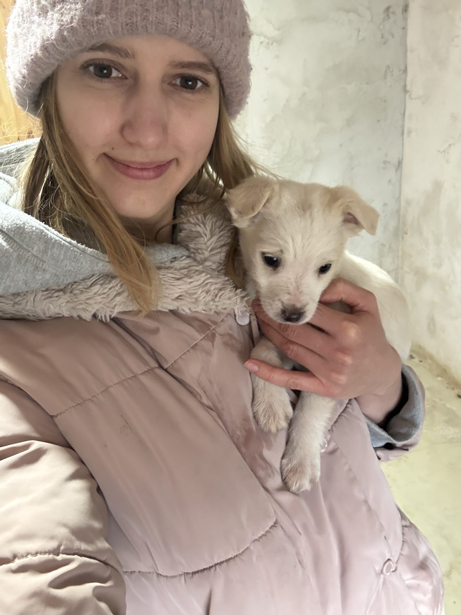 Heldenhunde-Community